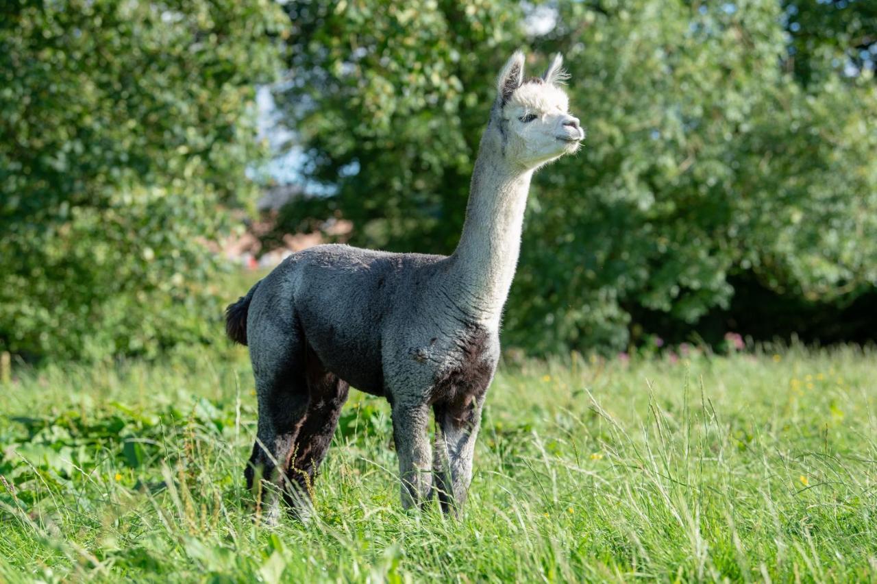 Alpaca Fold Βίλα Πρέστον Εξωτερικό φωτογραφία