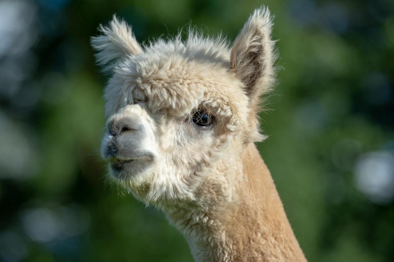 Alpaca Fold Βίλα Πρέστον Εξωτερικό φωτογραφία