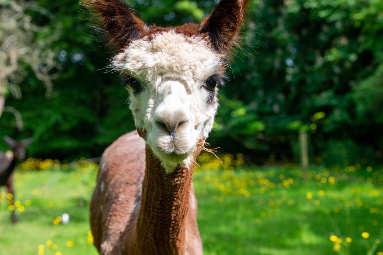 Alpaca Fold Βίλα Πρέστον Εξωτερικό φωτογραφία