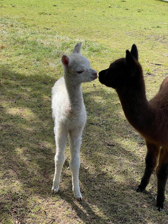 Alpaca Fold Βίλα Πρέστον Εξωτερικό φωτογραφία