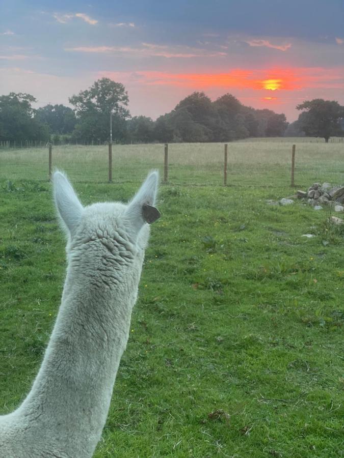Alpaca Fold Βίλα Πρέστον Εξωτερικό φωτογραφία